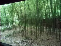 若州一滴文庫の竹林